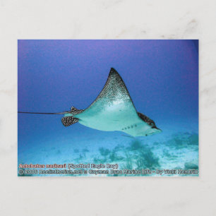 Aetobatus narinari (Spotted Eagle Ray) Briefkaart