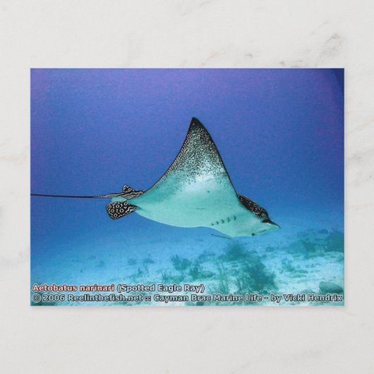 Aetobatus narinari (Spotted Eagle Ray) Briefkaart (Voorkant)
