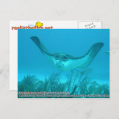 Aetobatus narinari (Spotted Eagle Ray) Briefkaart (Voorkant / Achterkant)