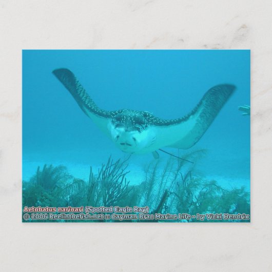 Aetobatus narinari (Spotted Eagle Ray) Briefkaart (Voorkant)