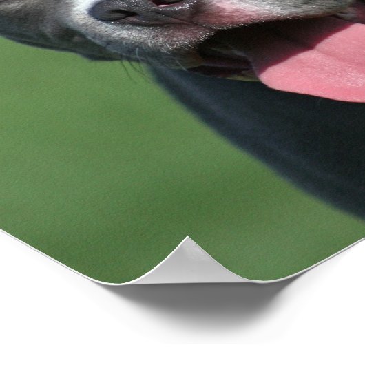 Afbeelding Blauwe Pitbull Puppy Poster (Hoek)