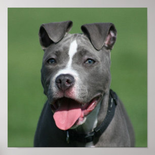 Afbeelding Blauwe Pitbull Puppy Poster