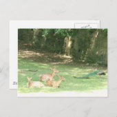 Afbeelding Bronx Zoo Briefkaart (Voorkant / Achterkant)