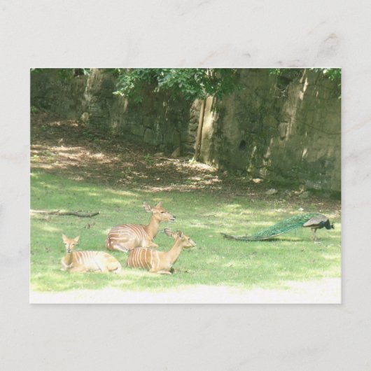 Afbeelding Bronx Zoo Briefkaart (Voorkant)