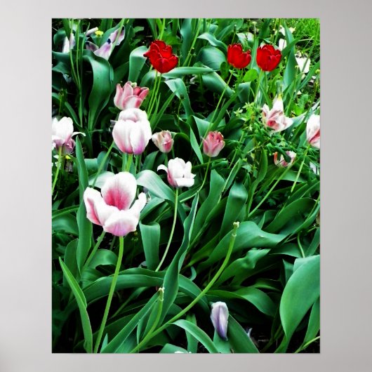 Afbeelding met rode en roze tulpen poster (Voorkant)