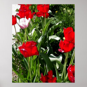 Afbeelding met rode en roze tulpen poster