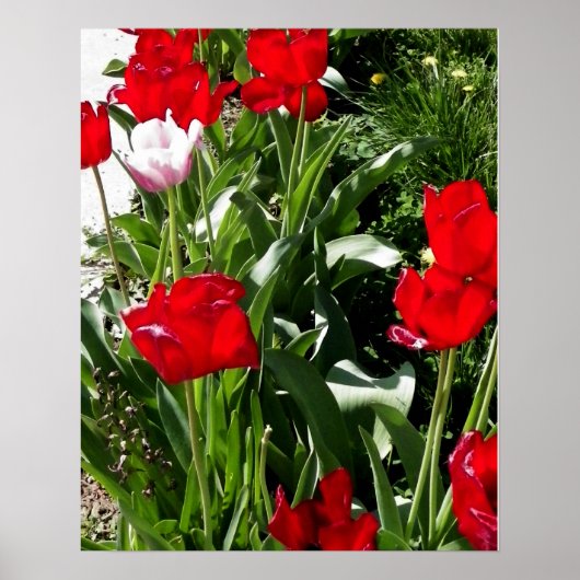 Afbeelding met rode en roze tulpen poster (Voorkant)