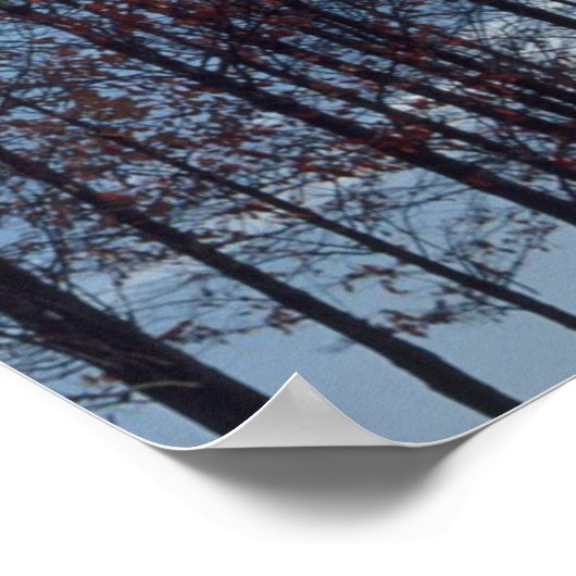 Afbeelding met zandbomen poster (Hoek)