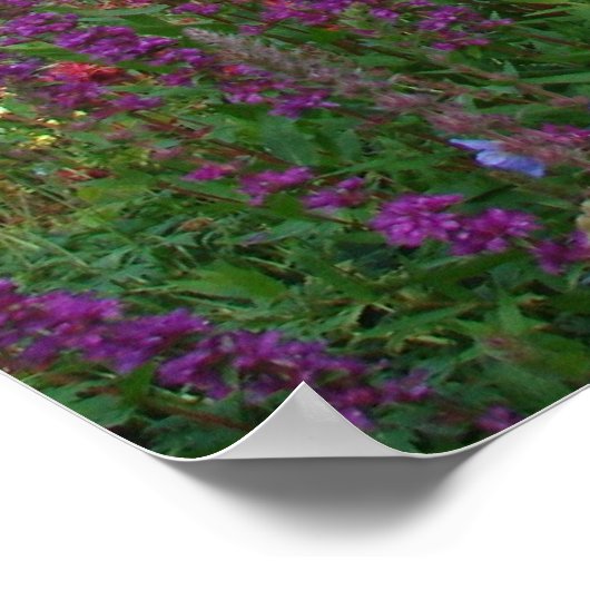 Afbeelding Paars Poster (Hoek)