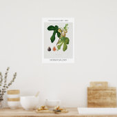Afbeelding,  Poster van botanische illustratie (Keuken)