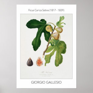 Afbeelding,  Poster van botanische illustratie