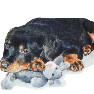 afbeelding puppy cuddling teddy rottweiler dog voerbakje