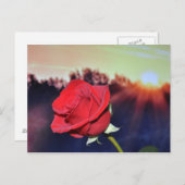 Afbeelding rode rozenbloem briefkaart (Voorkant / Achterkant)