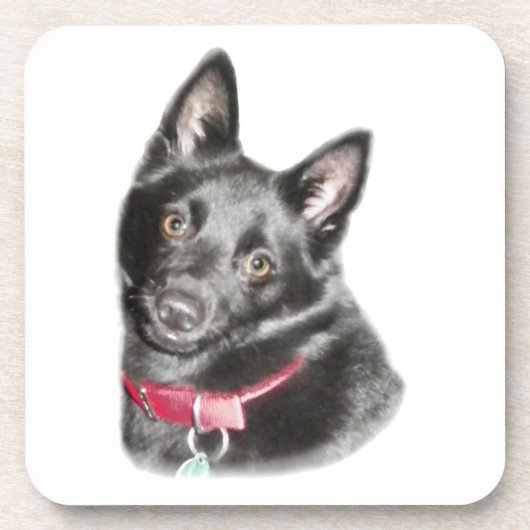 Afbeelding Schipperke Onderzetter (Voorkant)
