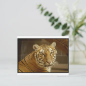 Afbeelding Tiger Briefkaart (Staand voorkant)