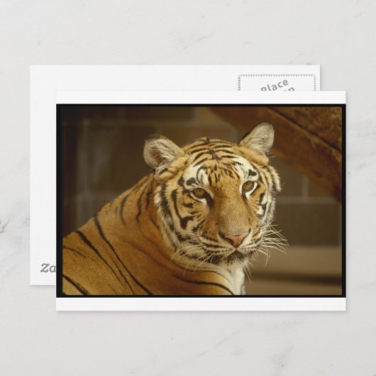 Afbeelding Tiger Briefkaart (Voorkant / Achterkant)