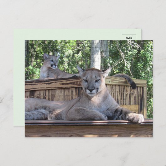 Afbeelding van 11 maanden oud Cougar Cubs Briefkaa Briefkaart (Voorkant / Achterkant)
