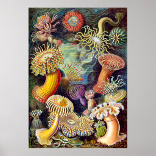 Afbeelding van Actiniae Germa Ernst Haeckel Poster