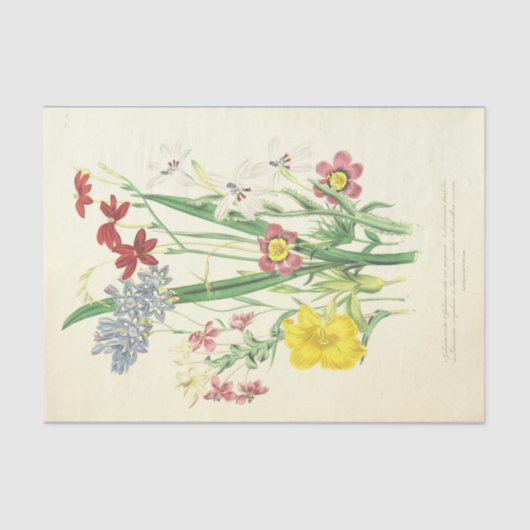 Afbeelding van Afrikaanse bloemen  Tissuepapier (Voorkant)