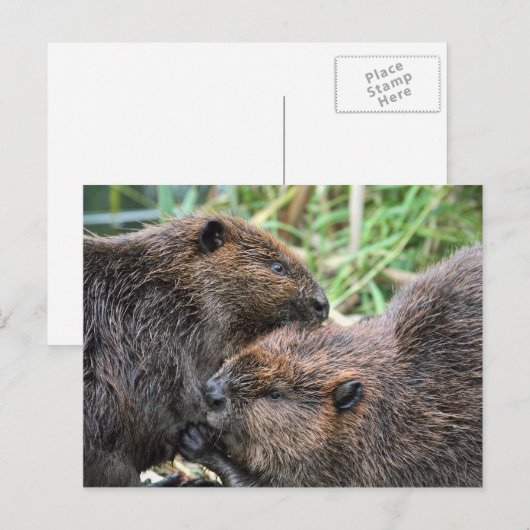 Afbeelding van Beavers Grooming Briefkaart (Voorkant / Achterkant)