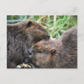 Afbeelding van Beavers Grooming Briefkaart (Voorkant)