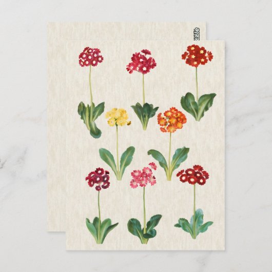  afbeelding van botanische primrose briefkaart (Voorkant / Achterkant)