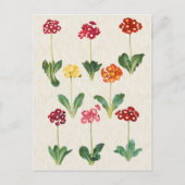  afbeelding van botanische primrose briefkaart (Voorkant)