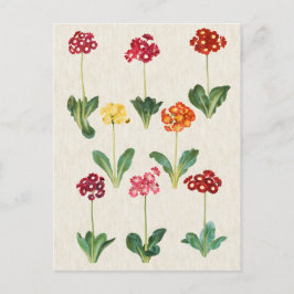 afbeelding van botanische primrose briefkaart