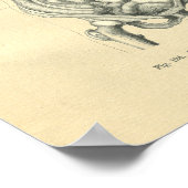 Afbeelding van de anatomische romp Poster (Hoek)