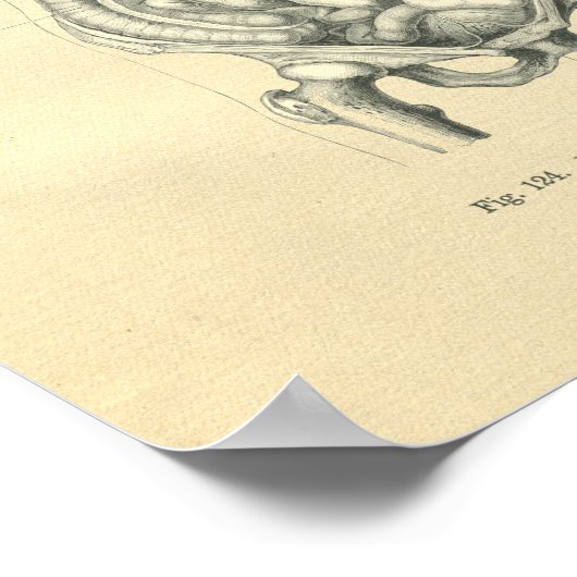  Afbeelding van de anatomische romp Poster (Hoek)