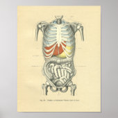  Afbeelding van de anatomische romp Poster (Voorkant)
