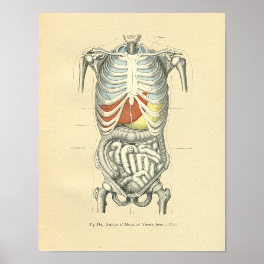 Afbeelding van de anatomische romp Poster (Voorkant)