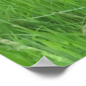 Afbeelding van de duif voor poster (Hoek)