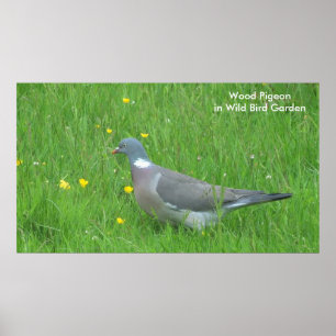 Afbeelding van de duif voor poster