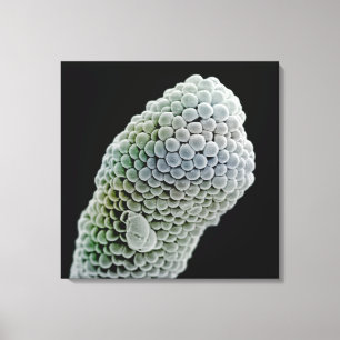 Afbeelding van de elektronenmicroscoop voor het sc canvas afdruk