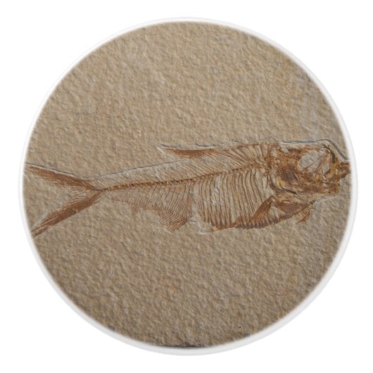 Afbeelding van de Vis Fossil Sandstone Ceramic Kno Keramische Knop (Voorkant)