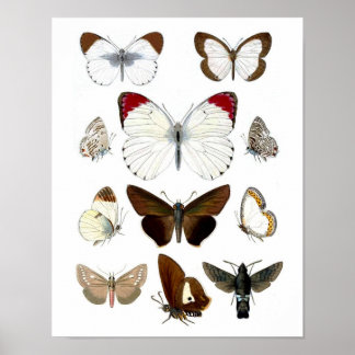 Afbeelding van de vlinder 7. Afdruk natuurlijke ge Poster