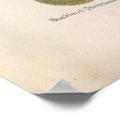  afbeelding van druiven poster (Hoek)