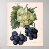 afbeelding van druiven poster (Voorkant)