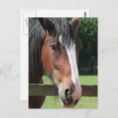 Afbeelding van een Briefkaart met kwartpaarden (Voorkant / Achterkant)