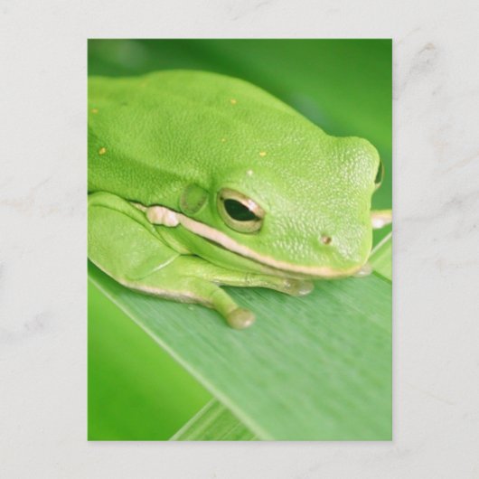 Afbeelding van een Briefkaart van de boomkikker (Voorkant)