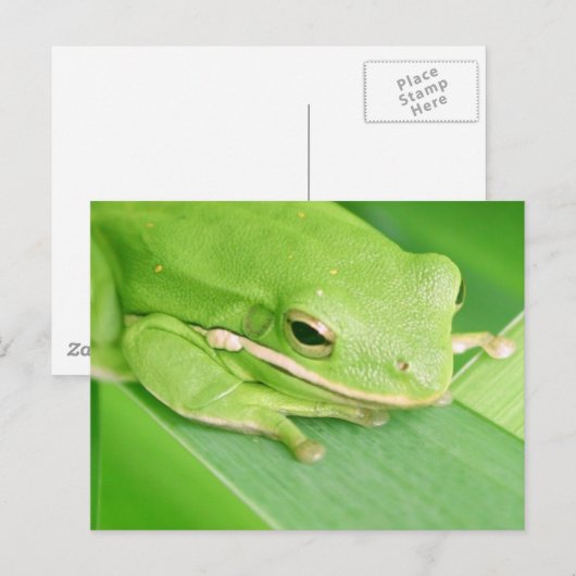 Afbeelding van een Briefkaart van de boomkikker (Voorkant / Achterkant)