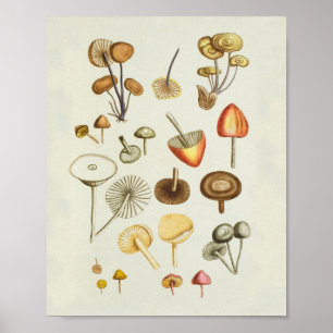  afbeelding van een collectie paddenstoelen poster