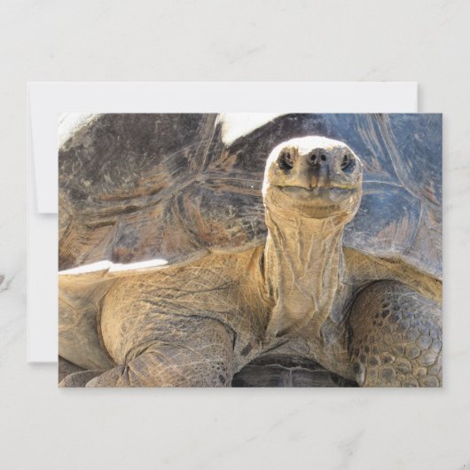 Afbeelding van een Happy Tortiose - Platte Kaart (Voorkant)