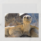 Afbeelding van een Happy Tortiose - Platte Kaart (Voorkant / Achterkant)