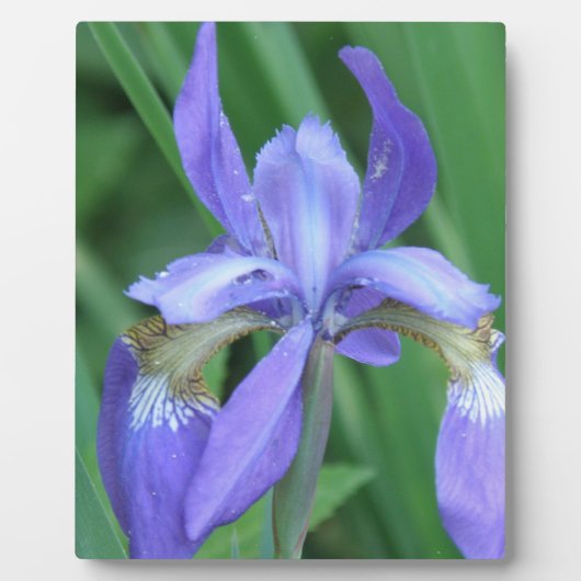 Afbeelding van een Iris Plaque Fotoplaat (Voorkant)