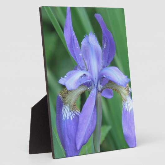 Afbeelding van een Iris Plaque Fotoplaat (Zijkant)