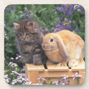 Afbeelding van een Keuken en een Lop Ear Rabbit Pe Bier Onderzetter