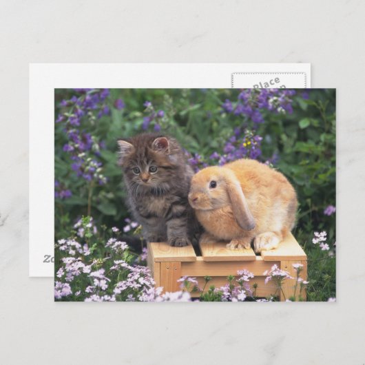 Afbeelding van een Keuken en een Lop Ear Rabbit Pe Briefkaart (Voorkant / Achterkant)