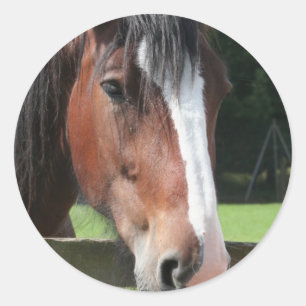 Afbeelding van een kwart paard Sticker